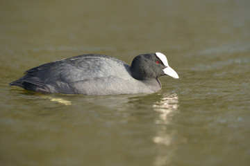 Eurasian Coot, Coot, Fulica atra