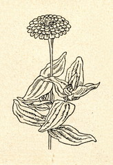 Common zinnia (Zinnia elegans) - 79795637