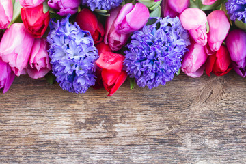 blue hyacinth and  tulips