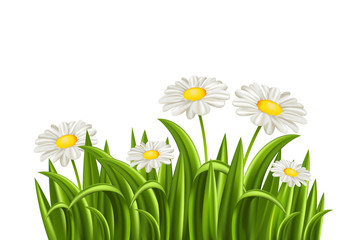 Grass with daisy on white background