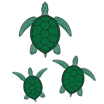 Green sea turtle illustration