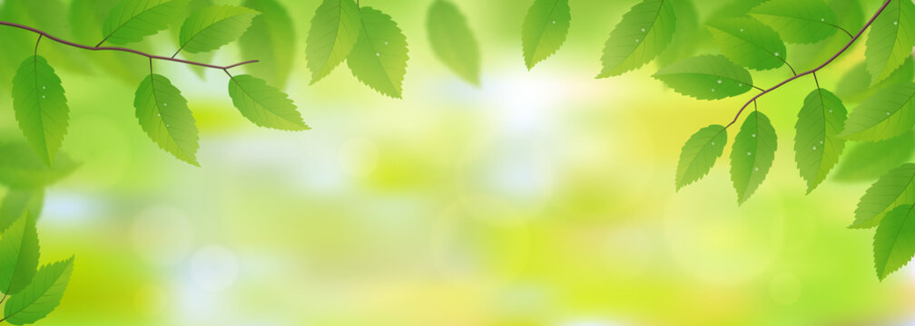 Fresh green leaves background, vector illustration