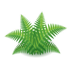 Fern isolated on white vector