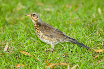 Дрозд на траве в парке