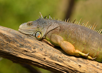 green iguana