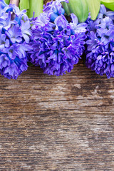 blue hyacinth