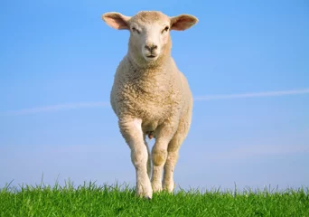 Foto auf Acrylglas Schaf Schafe auf Ufermauer