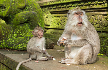 Naklejka premium monkeys