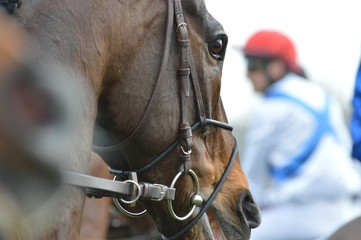 Obraz premium cheval de course