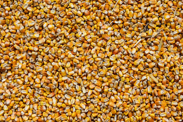 Corn background
