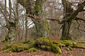 Drei Hutebuchen im Halloh