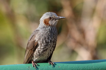 Brown-eared Bulbul (Hypsipetes amaurotis) in Japan