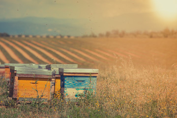 Beehives on the sunflower field in Provence, France