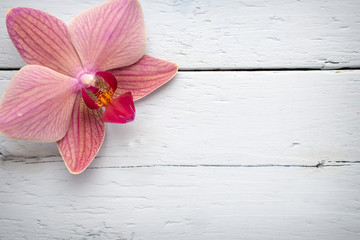 Pink orchid flower.