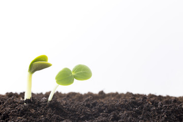 From seeds grown young seedlings.