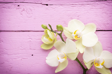 Orchid flower.