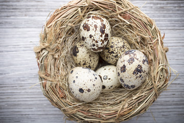 Obraz premium Quail eggs. Easter greeting card.