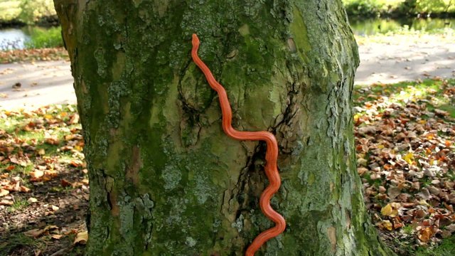 Albino Snake - Grass Snake - Ringelnatter on tree