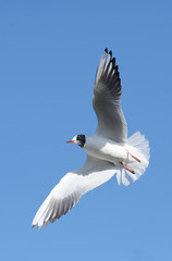 Black-headed Gull, Chroicocephalus ridibundus