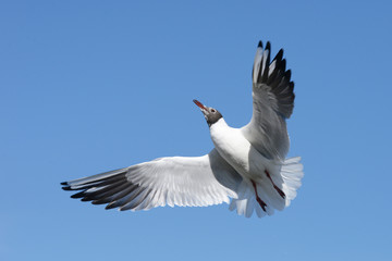 Black-headed Gull, Chroicocephalus ridibundus