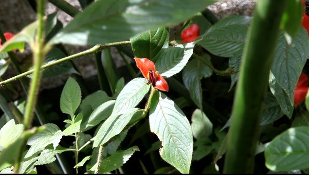 Tropische Tagfalter auf einer Bl&uuml;te im Insektarium in Costa Rica. (Postman butterfly, lat. Heliconius melpomene rosina) mit Originalton.