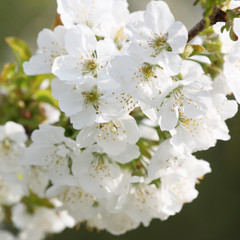 Der Frühling ist da