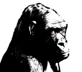 illustration of gorilla, black and white with colored eyes