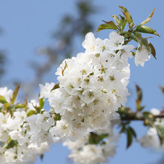 Der Frühling ist da