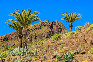 Palm trees in tropical landscape of La Gomera island, Spain