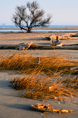 Cespugli in spiaggia