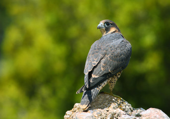 peregrine