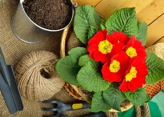 Gardening tools and beautiful red primula in flowerpot