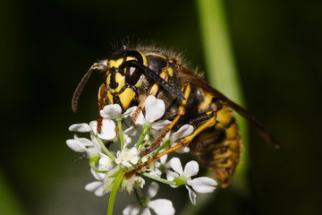Makro von einer Wespe 