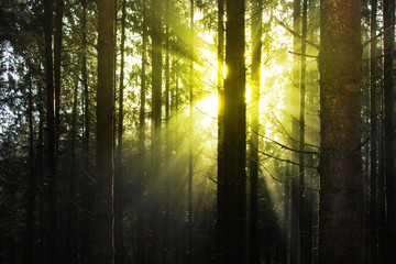 Obraz premium Sonne im Wald