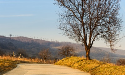Mandelbaum am Weg entlang vom Leithagebirge