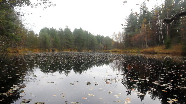 vortex of yellow leaves on the salmon river