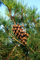 Pinus densiflora Umbraculifera with cone