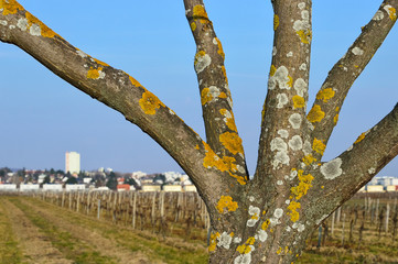 Baum mit Flechte vor dem Hochhaus von Eisenstadt