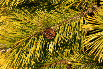 Pinus mugo Winter Gold with the cone - obrazy, fototapety, plakaty