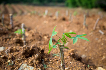 closeup cassava tree in Thailand