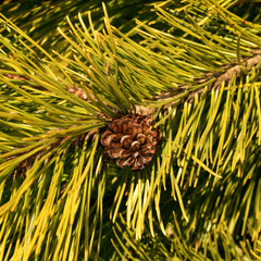 Pinus mugo Winter Gold with the cone