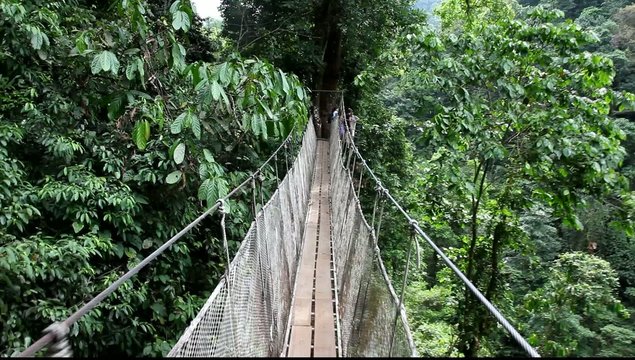 Walk on a suspension bridge in the rain forest in Costa Rica, near Pacific Coast