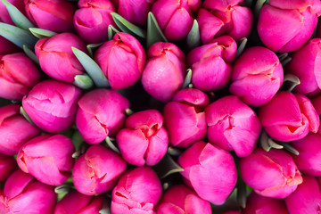 Obraz na płótnie Canvas Fresh pink tulips