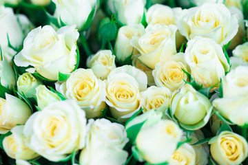 Fresh white roses with green leaves