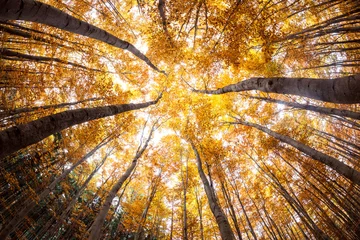 Zelfklevend Fotobehang Herfst autumn forest treetops