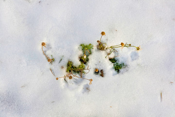 Flowers on the snow