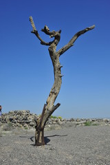 Lonely withered tree standing on top of Bet She'an Mount