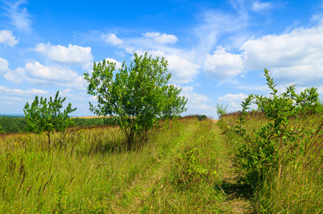 Fototapeta premium Rural road in green field on sunny summer day, Poland