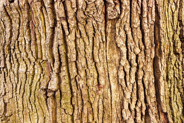 Oak tree bark