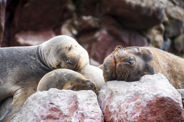 Sealions pup sleeping on a rock